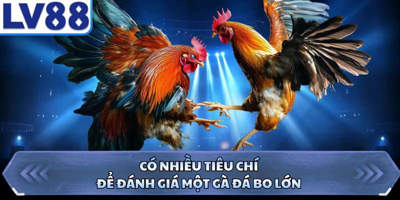 Có nhiều tiêu chí để đánh giá một gà đá bo lớn