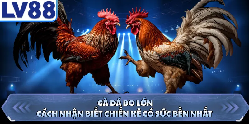 Gà Đá Bo Lớn - Cách Nhận Biết Chiến Kê Có Sức Bền Nhất