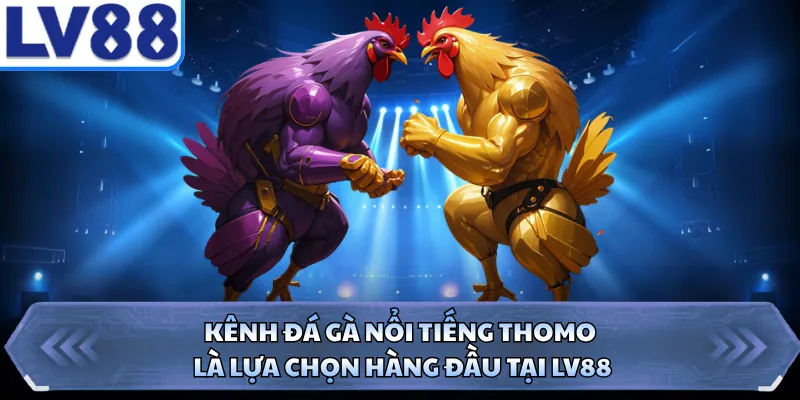 Kênh đá gà nổi tiếng Thomo là lựa chọn hàng đầu tại LV88
